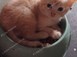 2 lovely ginnger kittens for sale