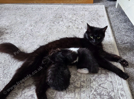 Beautiful kittens looking for there forever homes