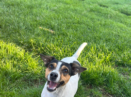 Jack Russell girl dog