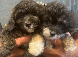 Papipoo puppies