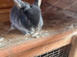 Otter rabbits - 3 KITS LEFT