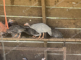 Guniea Fowl Poults