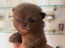 Pomeranian Puppy Ready to go