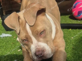 Staff/Bulldog/Unknown