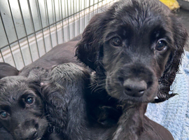 Cocker spaniels puppies 1x black boy left