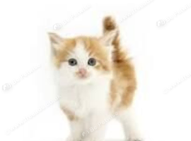 Anyone have any kittens under 2 months?