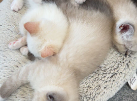 4 Himalayan X Chinchilla Persian Kittens Looking for a home