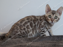 Ready Bengal Rosette Girl Kitten