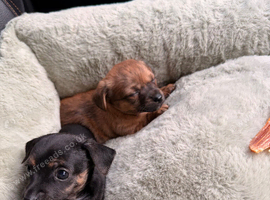 Chihuahua x Jackrussel