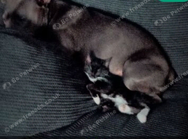 2 black kittens