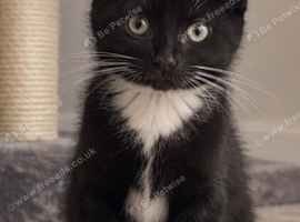 Kitten