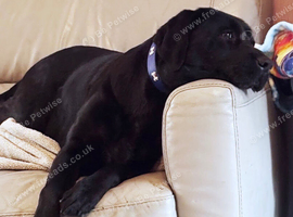 Beautiful Black Labrador