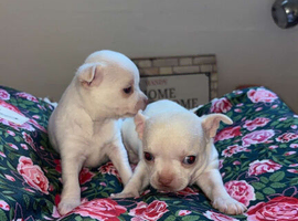 White chihuahua