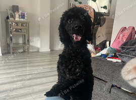 Toy poodle boy