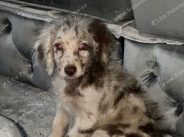 Labradoodle F1B Health clear pups