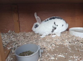 Female rabbit