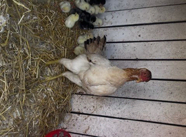 Game hens