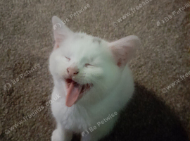 White girl kitten