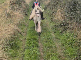 Loveable 14hh Allrounder Cob