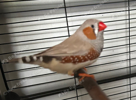 Male Zebra Finch