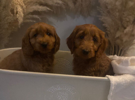 F1b cockapoo