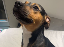 Staffordshire Bull Terrier Cross