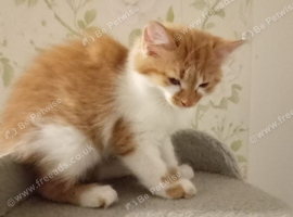 2 kittens for sale