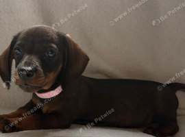 Beautiful litter of Dachshund Puppies For Sale