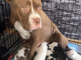 American bulldog XStaffy