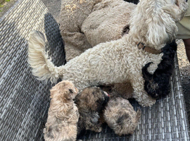 1 Lhasapoos x poodle