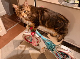 Maine coon cross