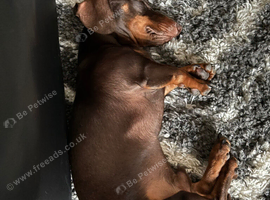 Minature Dachshund for sale