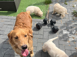 Gorgeous golden retriever puppies ️