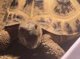 2 year old horsefiled tortoise for sale