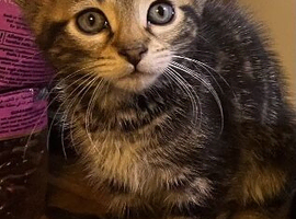 1 Male kitten remaining, half Bengal