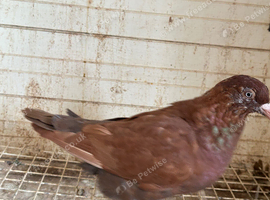 Ember racing hen