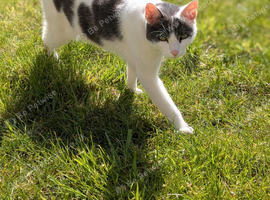 Loving Five-Year-Old Cat Coco Seeking a Forever Home