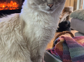 Ragdoll