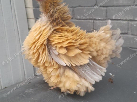 1 frizzle bantam chicken