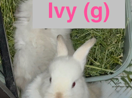 Lionhead babies Ready Now