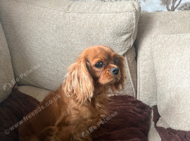 1year old King Charles cavalier