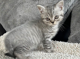 Lilac silver tabby female kitten