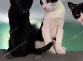 Kitten looking for there forever home