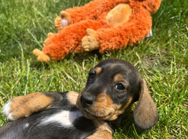 Irresistible pure Dachshund pups