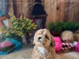 Adorable  Maltipoo puppies