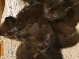 6 black british shorthair x including full British shorthair mum