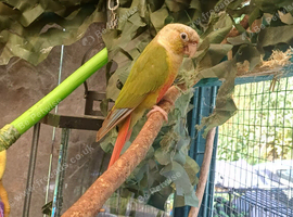 Green cheek conure