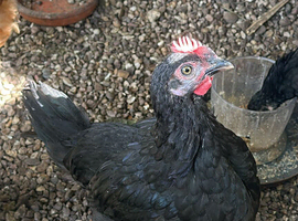 7 week old rooster