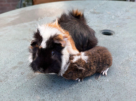 Pair