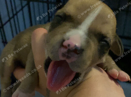 Gorgous Staffordshire bull terrier